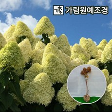 목수국라임라이트