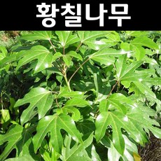 나무와백년