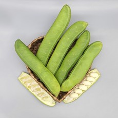 생작두콩