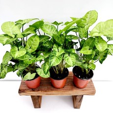 싱고니움수경재배