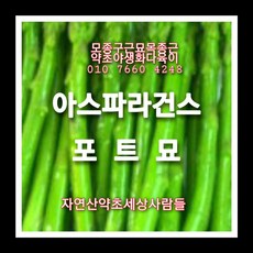 아스파라거스종근