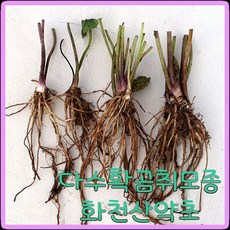 화천산약초 신품종다수확곰취종근 / 다수확곰취1년생 뿌리모종 주당500원, 70개