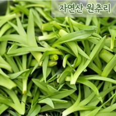 신선한 국내자연산 생 원추리나물 500g 1kg 2kg 망우초 봄나물, 1개