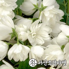 고광나무 스노우벨 p9포트 겹꽃 개화주 묘목 서산조경마켓