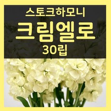 가을파종씨앗 비단향꽃무씨 9월10월 파종 크림엘로 30립 스토크씨, 1개