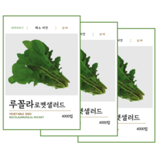 루꼴라 로켓 샐러드 씨앗 4000립, 3개 3개