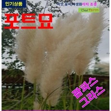 루드락샤 TOP01
