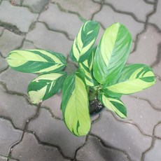 크테난테루베르시아나