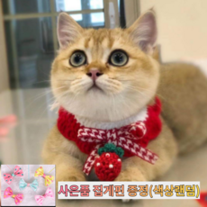 강아지네이밍스카프