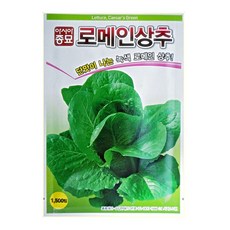 가을상추