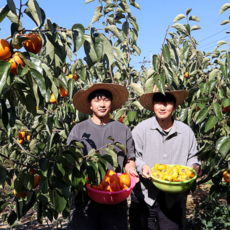 햇 대봉감 홍시 특 대과 대봉시 산지직송, 1박스, 5kg(18과 내외)