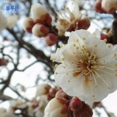 블루몬 매화 운용매화 분 3년생 개화주 관상수 키움