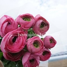 생화 로사도 라넌큘러스 한단 온라인꽃도매 농장 직송 택배
