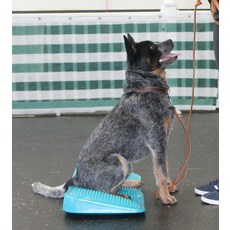 fitpaws