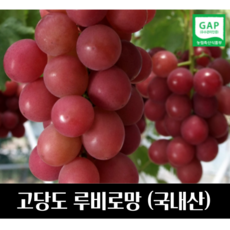 망고샤인머스켓