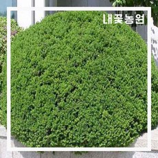 주목나무분재판매