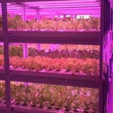 노케이 수경재배기 채소 새싹 식물재배기 LED 수경, 1개, 베란다 채소등 홍청 0.9