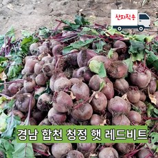 비트효능