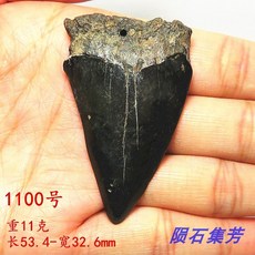 상어이빨 삼엽충화석 화석 메갈로돈 관찰 표본 빈티지소품샵, 제1100호 (53.4-32.6mm), 1개