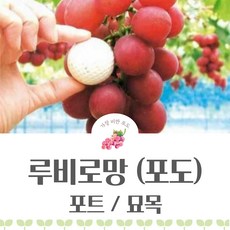 루비로망 / 포도 / 묘목 / 포트 / 충북농원