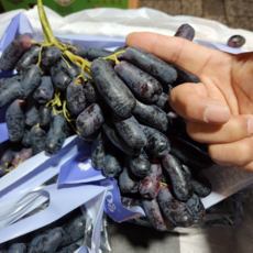 블랙 사파이어포도 가지포도 씨없는 포도 800g [원산지:페루 칠레 호주 미국산], 1박스, 800+200(서비스)