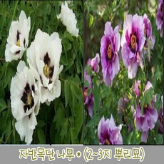 주목분재