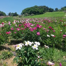 [며르치] 제천 월악산 작약나무 키우기 4~6년근 5뿌리