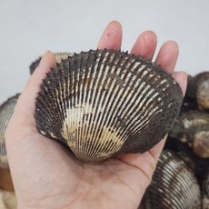 당일조업 국내산 피꼬막 초대왕 4kg, 없음, 1개