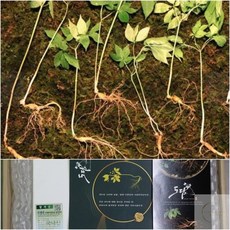 강원도 횡성 산양삼 7-8년근 정품 5뿌리 사장님선물