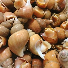 구룡포 활 백고동 산지직송 백 골뱅이, 1개, 중 1kg
