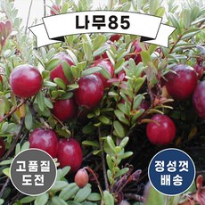 크랜베리나무
