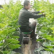 고추딸때의자