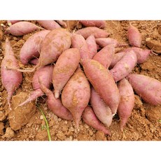 해남다애네농장