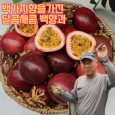 고성백향과