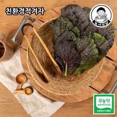 겨자상추