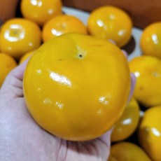 [농장직송] 아삭아삭 고당도 제철 단감, 품질보증 단감 (특) 5kg(23~26과)