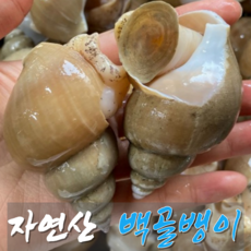 [만족도1위]초초신선 쫄깃통통 동해 극상품 자연산 백골뱅이, 1개, 대 1kg(15-25미)