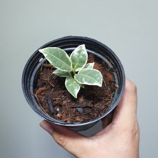 미니수채화고무나무 10~25cm 39