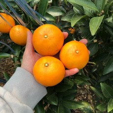 추천10천혜향10KG