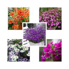 비스카미니전기그릴