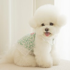 떼아몽