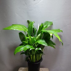 꽃백화점 스파트필름 중품 공기정화식물 50~70cm 129