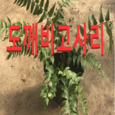 (성실농원)도깨비 고사리 모종(포트) 2그루