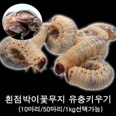 흰점박이꽃무지 유충, 1세트, 유충 10마리