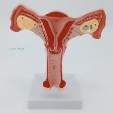해부학빅토이