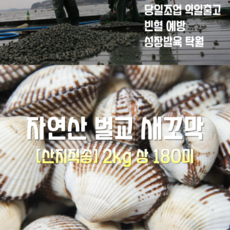 [산지직송] 국내산 자연산 보성 벌교 새꼬막 (참꼬막) 상 2kg 180미, 1박스, 벌교 새꼬막 (참꼬막)  상 2kg 180미