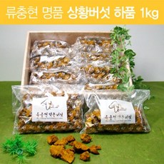 상황버섯재배