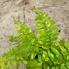 무늬보스턴고사리