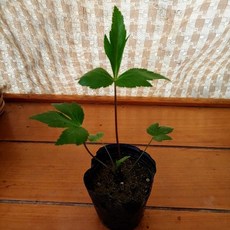 당귀모종