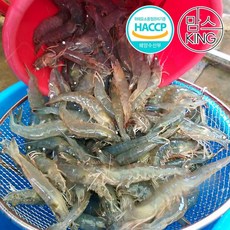 태풍과학수산원 공룡새우/활새우/생새우 500g 국내산양식/당일포장, 1개